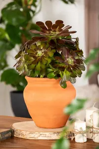 Aeonium arboreum 'Velours' - 5 Ltr pot - image 5