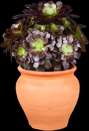 Aeonium arboreum 'Velours' - 5 Ltr pot - image 3