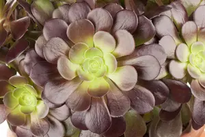 Aeonium arboreum 'Velours'