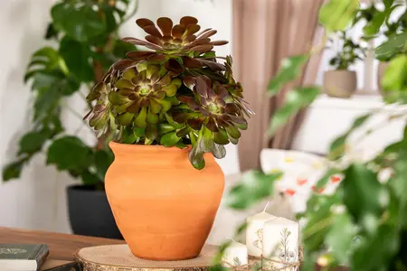 Aeonium arboreum 'Velours' - 5 Ltr pot - image 4