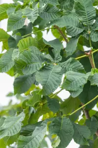 Aesculus carnea 'Briotii' - STDS 16-18 CM RB - image 4