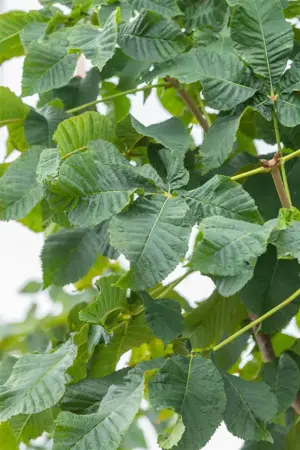 Aesculus carnea 'Briotii' - STD 20-25 CM RB - image 4