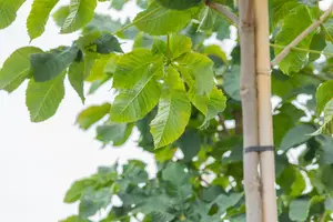 Aesculus carnea 'Briotii' - P9 - image 2