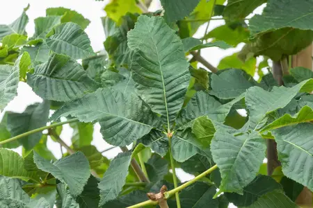Aesculus carnea 'Briotii' - P9 - image 3
