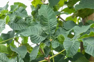 Aesculus carnea 'Briotii' - P9 - image 3