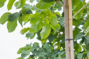 Aesculus carnea 'Briotii'