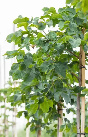 Aesculus carnea 'Briotii' - STDS 18-20 CM RB - image 5