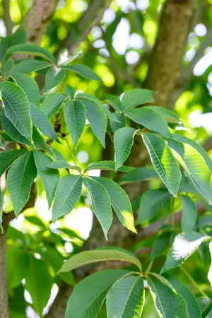 Aesculus flava - STD 10-12 CM CONT    - image 5