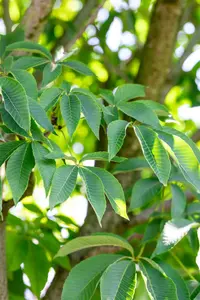 Aesculus flava - STD 14-16 CM CONT - image 5
