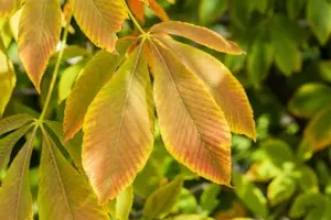 Aesculus flava - STDS 12-14 CM CONT - image 2