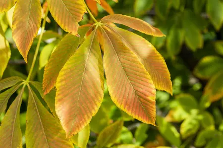 Aesculus flava - STD 10-12 CM CONT    - image 2