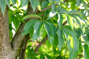Aesculus flava - STDS 16-18 CM RB - image 3