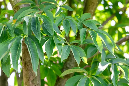 Aesculus flava - STDS 16-18 CM RB - image 4