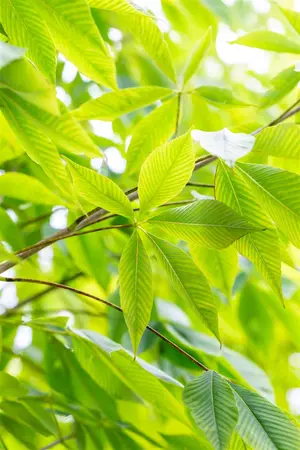 Aesculus flava 'Vestita' - STEM 210 CM, GIRTH 16-18 CM RB