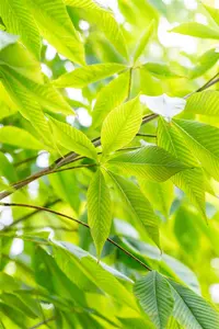 Aesculus flava 'Vestita' - 60-80 CM C7.5