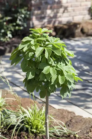 AESCULUS HIPPOCASTANUM 12L - image 5