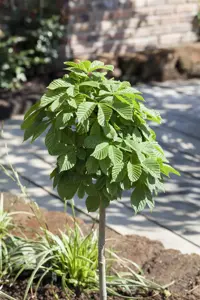 AESCULUS HIPPOCASTANUM 12L - image 5