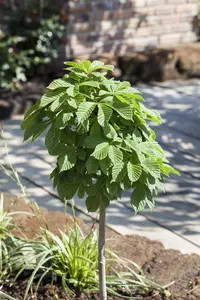Aesculus hippocastanum - 10-15 CM P9 - image 5