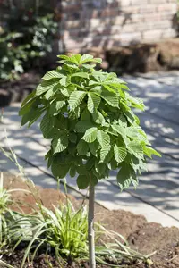Aesculus hippocastanum - STD 10-12 CM CONT    - image 5