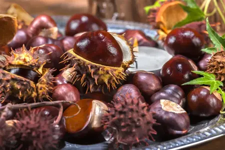 Aesculus hippocastanum - 40-60 CM C2 - image 1