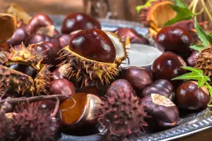 Aesculus hippocastanum