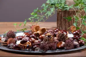 Aesculus hippocastanum - STDS 6-8 CM - image 2