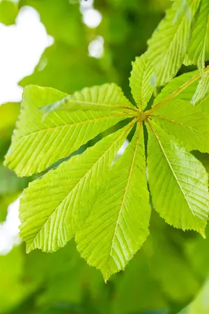 Aesculus hippocastanum 'Baumannii' - 80-100 CM C7.5 - image 3