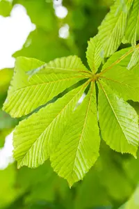 Aesculus hippocastanum 'Baumannii' - 30-40 CM C2 WHIP - image 2