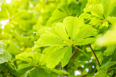 Aesculus hippocastanum 'Baumannii' - P9 - image 2