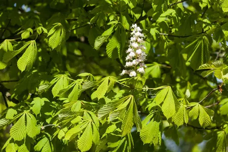 Aesculus hippocastanum 'Baumannii' - STD 20-25 CM CONT    - image 1