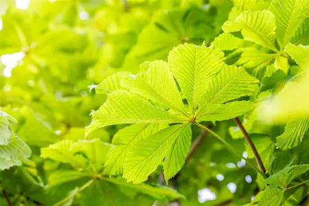Aesculus hippocastanum 'Baumannii' - 80-100 CM C7.5 - image 2