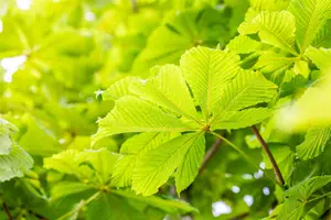 Aesculus hippocastanum 'Baumannii'