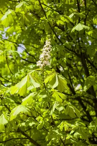 Aesculus 'Homestead'