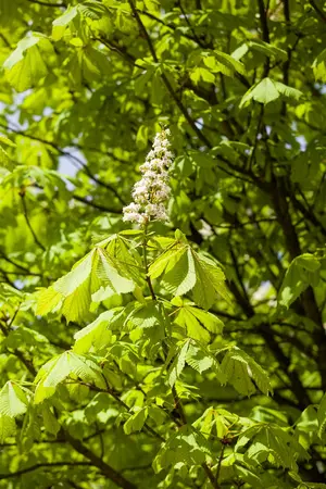 Aesculus 'Homestead' - 30-40 CM C2 WHIP - image 1