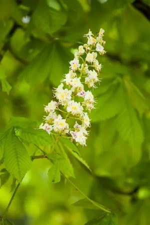 Aesculus 'Homestead' - 30-40 CM C2 WHIP - image 3
