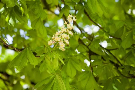 Aesculus 'Homestead' - 30-40 CM C2 WHIP - image 2