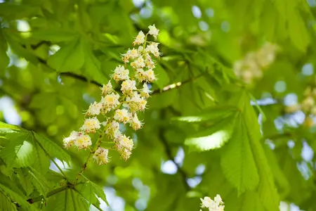 Aesculus 'Homestead' - 30-40 CM C2 WHIP - image 4