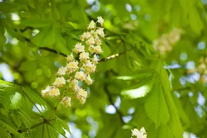 Aesculus 'Homestead' - 30-40 CM C2 WHIP - image 4
