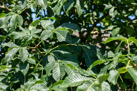 Aesculus parviflora - 60-80 CM C20