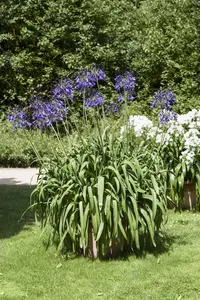 Agapanthus africanus - 12 Ltr pot - image 5