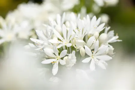 Agapanthus africanus 'Albus' - P11