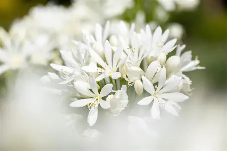 Agapanthus africanus 'Albus' - 12 Ltr pot