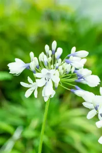 Agapanthus africanus 'Twister' - 3 Ltr pot - image 2