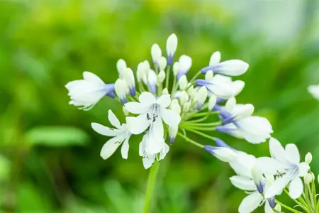 Agapanthus africanus 'Twister' - 3 Ltr pot - image 1