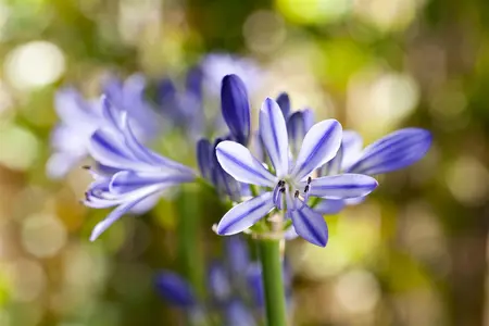 Agapanthus 'Blue Thunder' - 2 Ltr pot