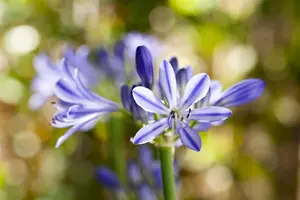 Agapanthus 'Blue Thunder'