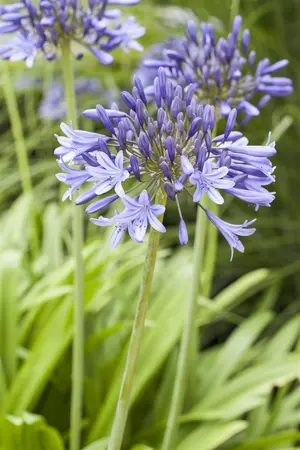 Agapanthus 'Blue Triumphator' - 3 Ltr pot