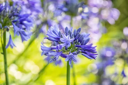 Agapanthus 'Brilliant Blue'? - 3 Ltr pot