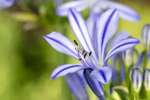 Agapanthus 'Lilac Flash'