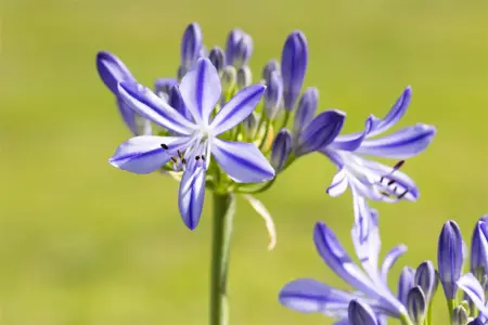 Agapanthus 'Lilac Flash' - 2 Ltr pot - image 2